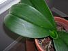 Please take a look at my leaves-orchid-jpg