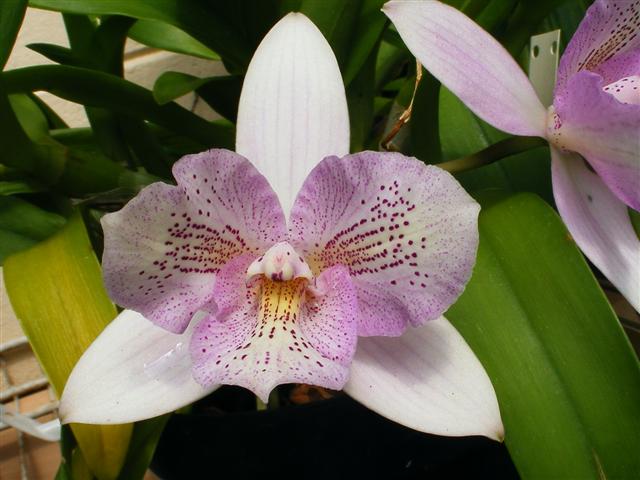 Caulocattleya Chantilly Lace 'Twinkle' (C. El Dorado Splash × Caularthron  bicornutum)