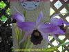 First bloom for L purpurata-05172009-jpg