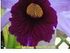 First bloom for L purpurata-05172009b-jpg