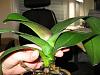 Phal with Root Rot No Idea What to Do-img_0110-jpg