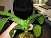 Phal with Root Rot No Idea What to Do-img_0113-jpg