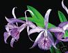 Best smelling orchid for Phal conditions?-bc-little-stars-maikai-hawaii-jpg
