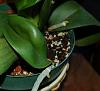 Phal need East facing windows?-phbett-jpg