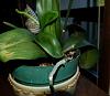 Phal need East facing windows?-phbett1-jpg