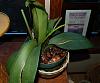 Phal need East facing windows?-phbett3-jpg