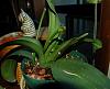 Phal need East facing windows?-phbett2-jpg