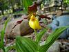 Cypripedium parviflorum in bloom-orchids-002-jpg