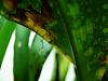 Blisters on brassia leaves-extrudatefromleaf-jpg