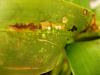 Blisters on brassia leaves-extrudatemore-jpg