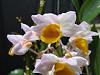 Dendrobium thyrsiflorum-smallgroup-jpg