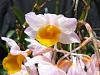 Dendrobium thyrsiflorum-closeup-jpg