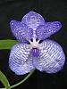 Stunning Vanda coerulea-vcoeruleasanonimg_6353-jpg