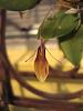 My Restrepia antennifera from Cool Phrog Orchids !!!!-restrepia-antennifera-6-13-09-004-jpg