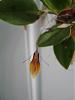 My Restrepia antennifera from Cool Phrog Orchids !!!!-restrepia-antennifera-6-13-09-008-jpg