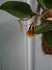 My Restrepia antennifera from Cool Phrog Orchids !!!!-restrepia-antennifera-6-13-09-011-jpg
