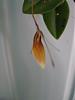 My Restrepia antennifera from Cool Phrog Orchids !!!!-restrepia-antennifera-6-13-09-014-jpg
