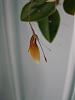 My Restrepia antennifera from Cool Phrog Orchids !!!!-restrepia-antennifera-6-13-09-015-jpg