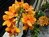 lovelies in the greenhouse today-flowers-002-jpg