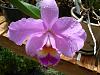 lovelies in the greenhouse today-flowers-004-jpg