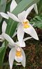 Orchids with a strong scent-pic-jpg