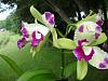 Eplc. Mae Bly 'Ching Hua Splash'-flowers-005-jpg