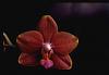 Can you ID this copper colored Phal.?-san-lorenzo-jpg