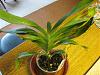 How do you grow your Angraecum sesquipedale/magdalenae?-img_0240-jpg