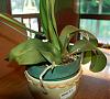 Phal need East facing windows?-spike3-jpg