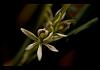 Encyclia abbreviata-abbreviata2-jpg