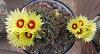 Some cactus in bloom-noid-cactus-2-jpg