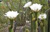 Some cactus in bloom-noid-cereus-sp-blooms-jpg