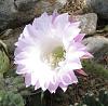 Some cactus in bloom-noid-echinopsis-hybrid-2-jpg