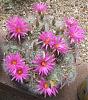 Some cactus in bloom-noid-mammalaria-hybrid-jpg