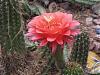 Some cactus in bloom-noid-trichocereus-hybrid-2-jpg