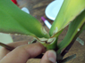 i&quot;m new and need help with my phal-phalaenopsis-jpg