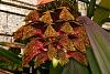 Seeking Bulbophyllum phalaenopsis pollen-bulbo-phalaenopsis-w3268-jpg
