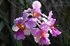 Vanda Miss Joaquim-orchid-photos-856-jpg
