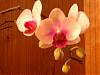 Hello-orchids-001-jpg