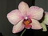 Hello-orchids-002-jpg