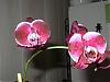 Hello-orchids-004-jpg