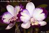 Laeliocattleya Haw Yuan Angel 'Small Beauty'-laeliocattleya-haw-yuan-angel-beauty-reduzida-nomeada-jpg