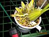 Coryopea Cutucu (Crths speciosa x Stan florida)-coryhopea-coctucu-4-jpg