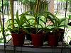 Success at Pitcher Plant Propagation-dscn7036-medium-jpg