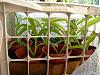 Success at Pitcher Plant Propagation-dscn6626-medium-jpg