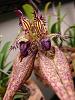 Bulbophyllum 'Lovely Elizabeth'-p7210002-jpg