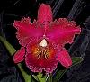 DO you buy Home Depot &quot;baggy orchids&quot;?-blc-chia-lin-jpg