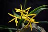 Bc. Lemon Drop-orchid-photos-867-jpg