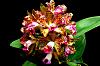 DO you buy Home Depot &quot;baggy orchids&quot;?-blc-waianae-leopard-ching-hua-hcc-aos-jpg