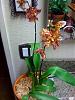Repotted Orchids losing their blooms-photo-2-jpg